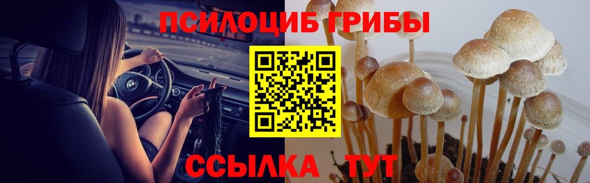Псилоцибиновые грибы Psilocybe Улан-Удэ